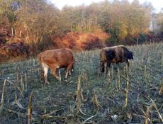 Продаются быки