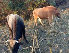 Продаются быки