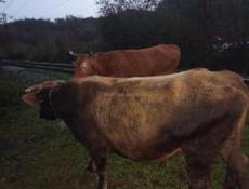 Продаются быки