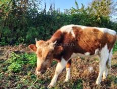 Продам бычка 