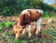 Продам бычка 