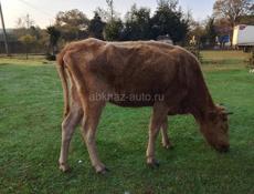 Срочно продам корову 