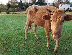 Срочно продам корову 