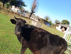 Продам корову 