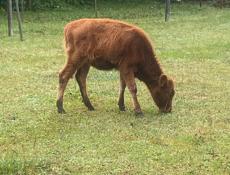 Продаю коров все вместе 