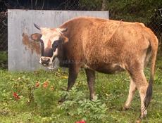 Продаю коров все вместе 