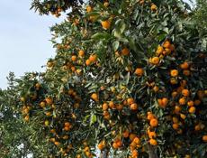 КУПЛЮ МАНДАРИНЫ