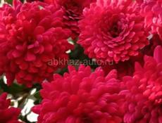 Костыли отдам