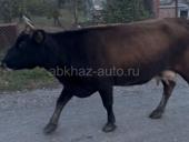 Корова Дойная