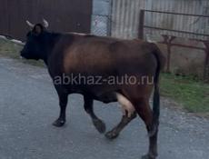 Корова Дойная