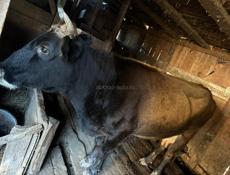 Корова Дойная