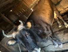 Корова Дойная