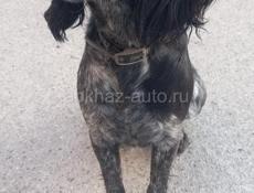 Чья собака ,на Новом районе ,район Рубина.