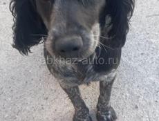 Чья собака ,на Новом районе ,район Рубина.