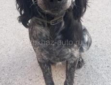 Чья собака ,на Новом районе ,район Рубина.