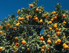 Собираем мандарин 🍊 🍊 🍊 