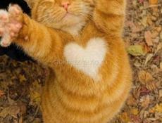 занимаюсь ремонтом компьютеров. Обслуживание, чистка, замена термопасты на видеокарте, на процессоре и так далее.