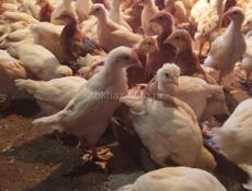 Цыплята месячные 
