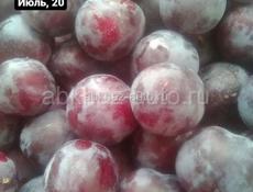 Саженцы Фруктов 