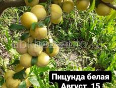 Саженцы Фруктов 