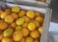 Продаю мандарин 🍊 Гагра  около 4 тонн 