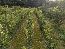 Продаются раннеспелые сорта цитрусовых 