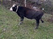 3 быка от 140-160 кг 