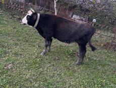 3 быка от 140-160кг 