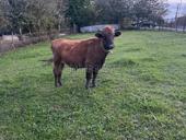 3 быка от 140-160кг