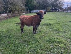 3 быка от 140-160кг