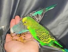 Волнистые попугаи парочка . 