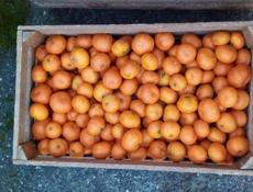 Мандарины свежие 500 кг.