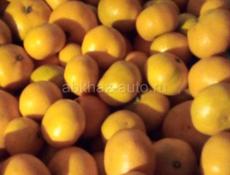 Мандарины свежие 500 кг.