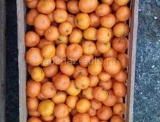 Мандарины свежие 500 кг.