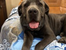 Кане-корсо для связки