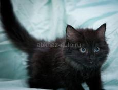 Звонить или писать на ватсап 7752026 Отдам чудесного котенка в добрые руки Мальчик Обработан от блох и паразитов