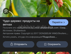  саженцы миринда (малиновое дерево)