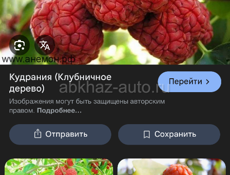  саженцы миринда (малиновое дерево)