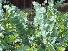 Саженцы серебристого эвкалипта