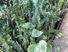 Саженцы серебристого эвкалипта