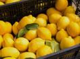 Куплю лимоны