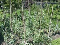 Продаётся дом в городе Ткуарчал