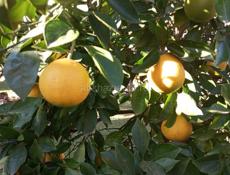 Продаётся дом в городе Ткуарчал