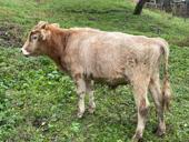 Бычок на продажу 