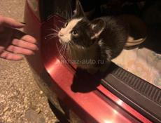 Котенок в добрые руки 