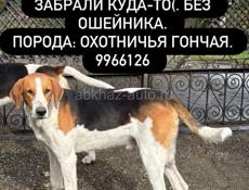 ПРОПАЛА СОБАКА ❗️❗️❗️