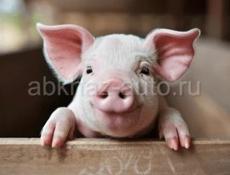 Продаю поросят 