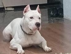 Ищем жениха