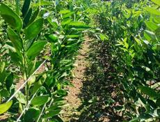 Продаются саженцы сентябрьские, по 300руб.