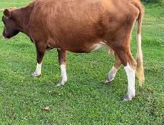 Продается корова с Аацы